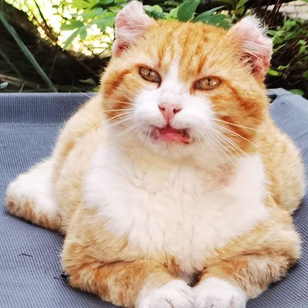 Eine orange Katze mit weißen Flecken liegt auf einem blauen Kissen und gähnt mit offenem Mund.