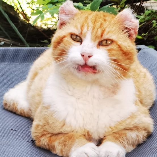 Eine orange Katze mit weißen Flecken liegt auf einem blauen Kissen und gähnt mit offenem Mund.