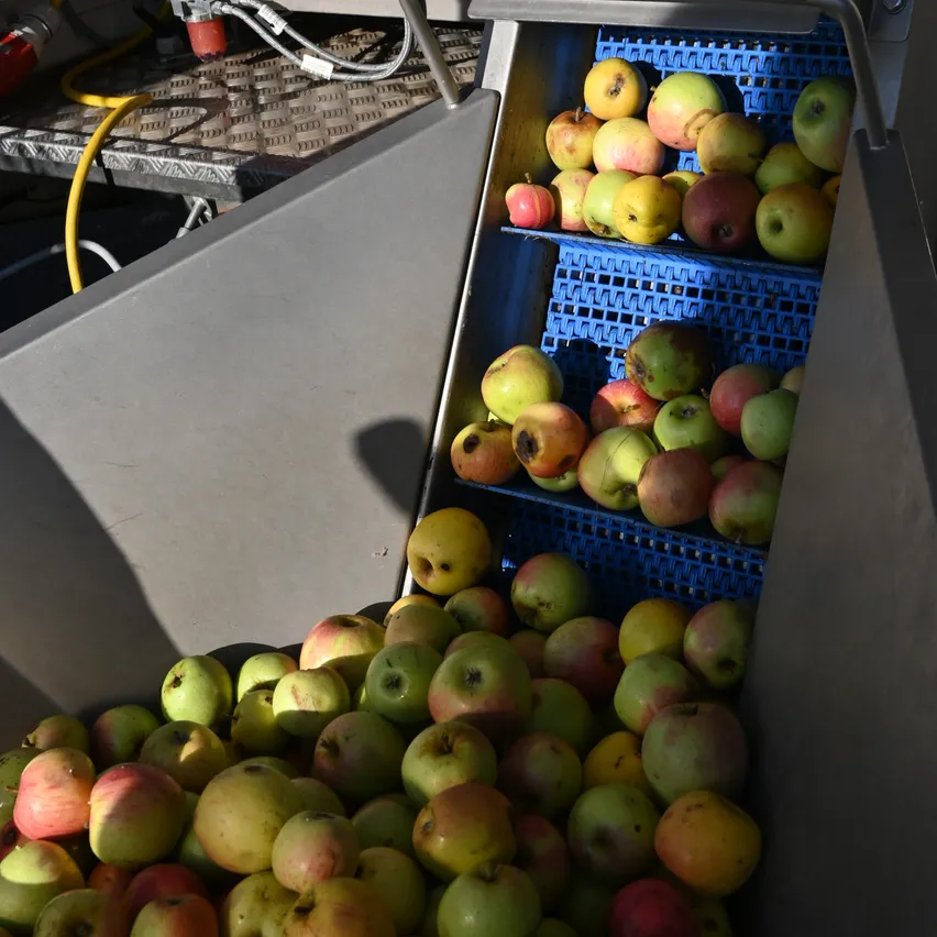Eine Maschine verarbeitet Äpfel, wobei ein großer Haufen Äpfel sortiert und in verschiedene Behälter getrennt wird.