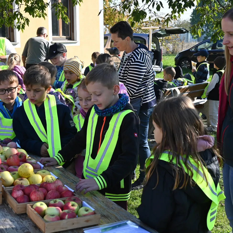 Eine Gruppe von Kindern in gelben Westen pflücken Äpfel von einem Tisch, um sie herum Erwachsene.