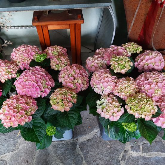 Zwei große Sträuße mit rosa und weißen Hortensien in weißen Vasen stehen auf einem Steinboden. Hinter den Sträußen befinden sich ein Holzständer und ein Tisch.