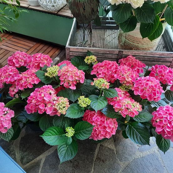 Eine leuchtende Ansammlung rosafarbener Hortensien mit grünen Blättern steht auf einer Steinfläche in einem Garten. Dahinter befindet sich ein Holzkisten und ein geflochtener Korb mit einer weiteren Pflanze.