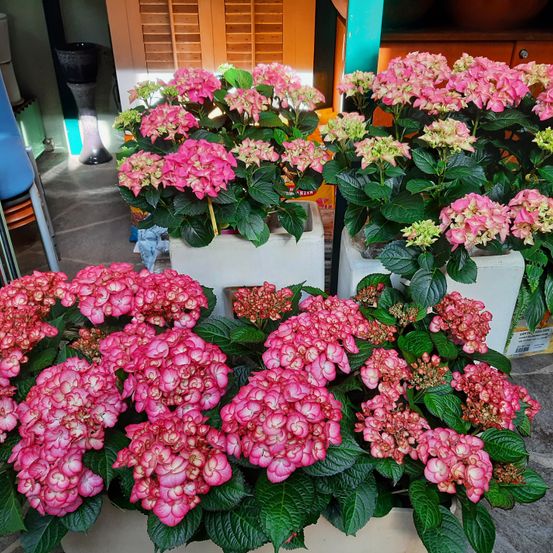 Mehrere Topfhortensien mit rosa Blüten sind ausgestellt. Die Pflanzen stehen in weißen Töpfen, einige mit roten Blüten, und sind auf einem gefliesten Boden angeordnet.