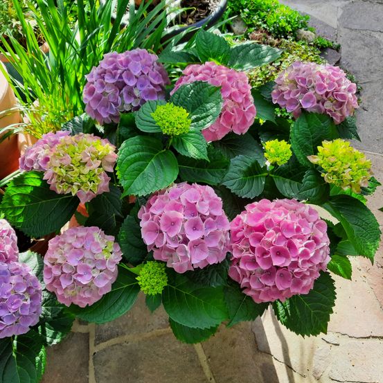 Ein Nahaufnahme eines lebendigen Straußes von Hortensienblüten, überwiegend pink mit Anklängen von Lila, umgeben von üppigen grünen Blättern an einem sonnigen Tag.