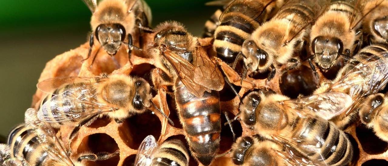 v1_migrated_image_33631546