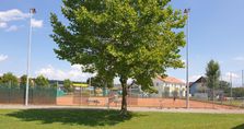 Grass, Plant, Outdoors, Park, Sycamore, Tree, Person, Bicycle, Transportation, Vehicle