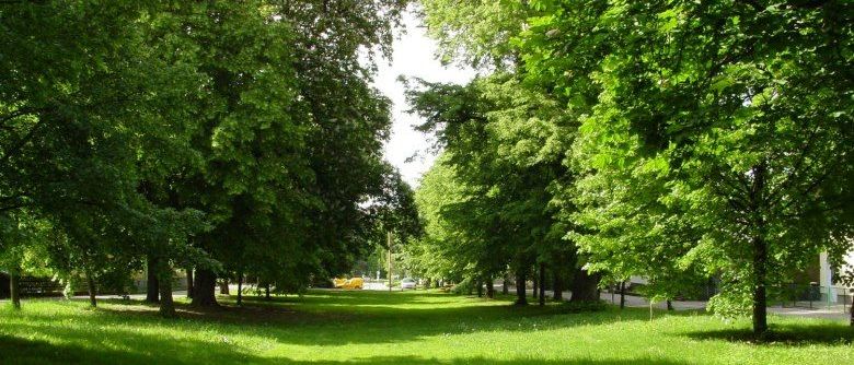 Ein Park mit üppigem grünem Laub und Gras, Autos in der Ferne geparkt und ein gelbes Objekt auf dem Boden.