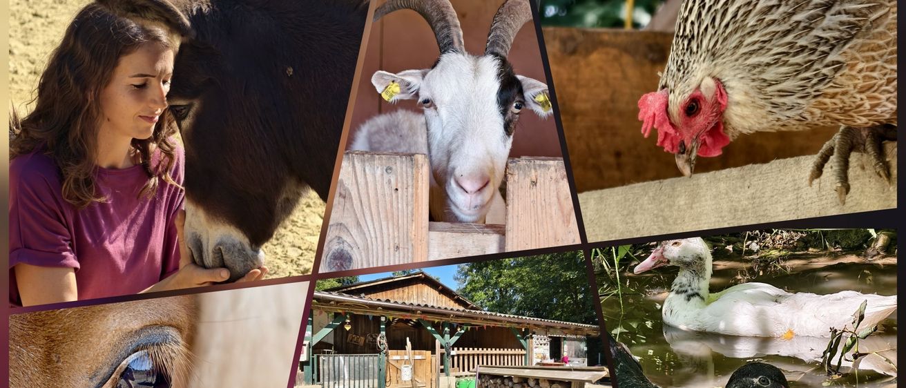 Eine Collage von Hoftieren und ihrer Umgebung. Im Uhrzeigersinn: eine Ziege, eine Henne, eine Ente, ein Stall und eine Ente im Wasser.