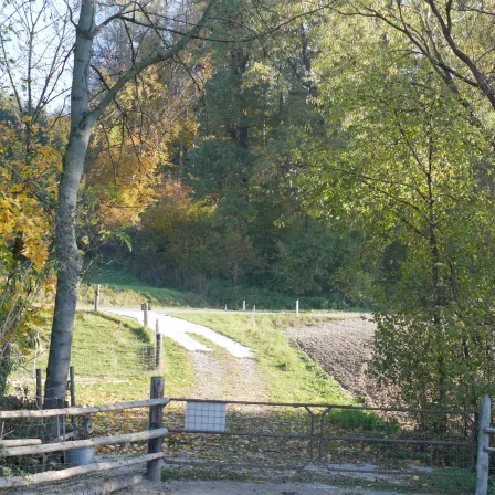 Ein Feldweg führt durch ein saftiges grünes Feld, umgeben von Bäumen. Der Weg biegt nach rechts ab und führt zu einem Holztor.