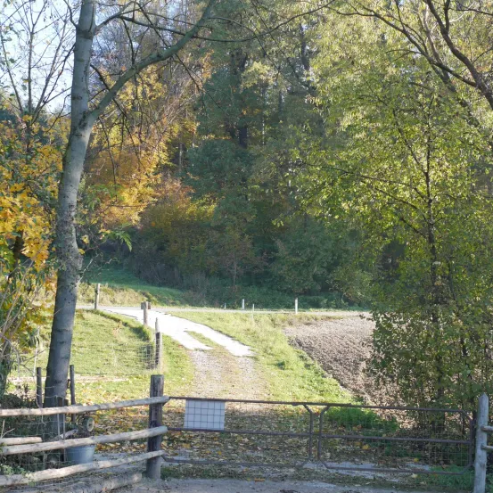 Ein Feldweg führt durch ein saftiges grünes Feld, umgeben von Bäumen. Der Weg biegt nach rechts ab und führt zu einem Holztor.