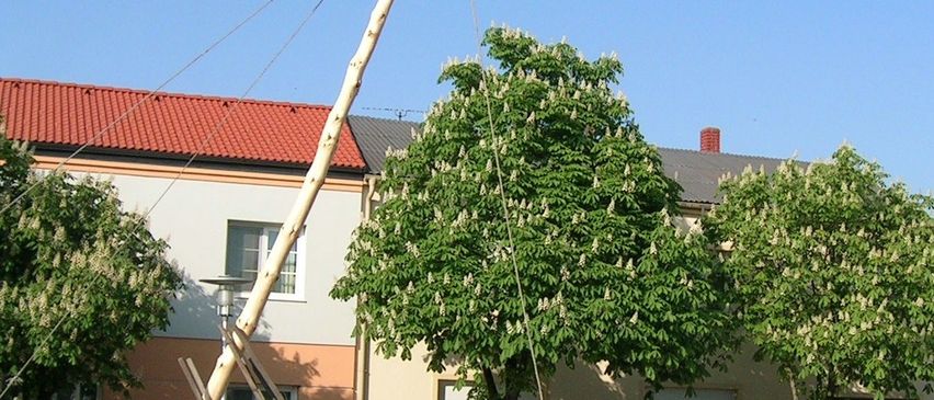 Bild enthält, Tree, City, Neighborhood, Potted Plant, Street, Grass, Adult, Male, Man, Person