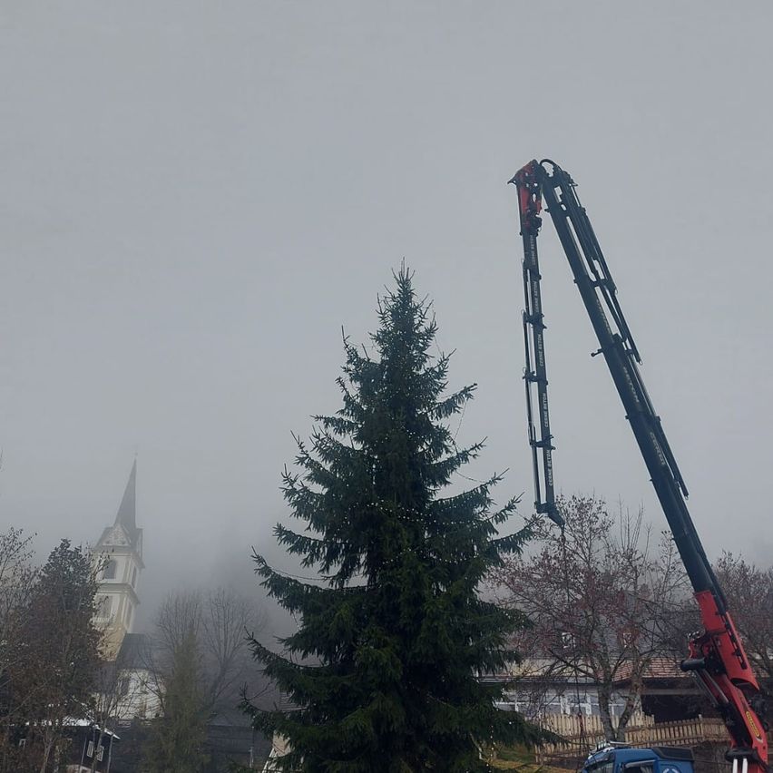 Ein Kran hebt einen großen immergrünen Baum in einem nebligen Gebiet, mit einem Kirchturm im Hintergrund.