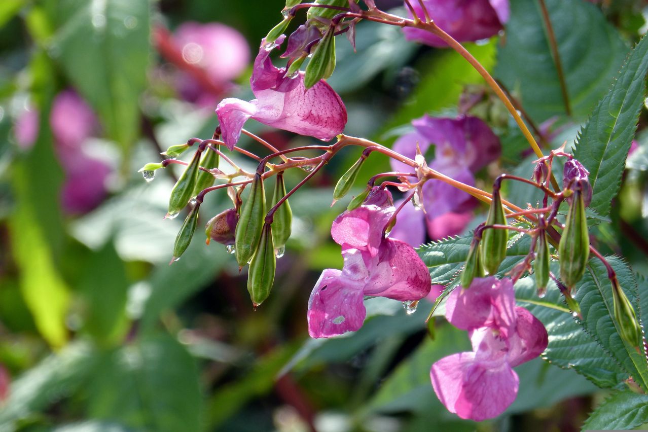 Ein Nahaufnahme von einem Cluster rosa Blüten mit Wassertropfen, umgeben von grünen Blättern.