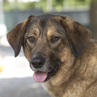 Bild von Schulhund Lu