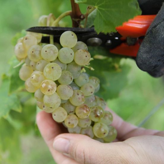 Eine Hand hält eine Traube grüner Trauben, teilweise geschnitten von einer Gartenschere. Der Hintergrund ist unscharf mit grünen Blättern.