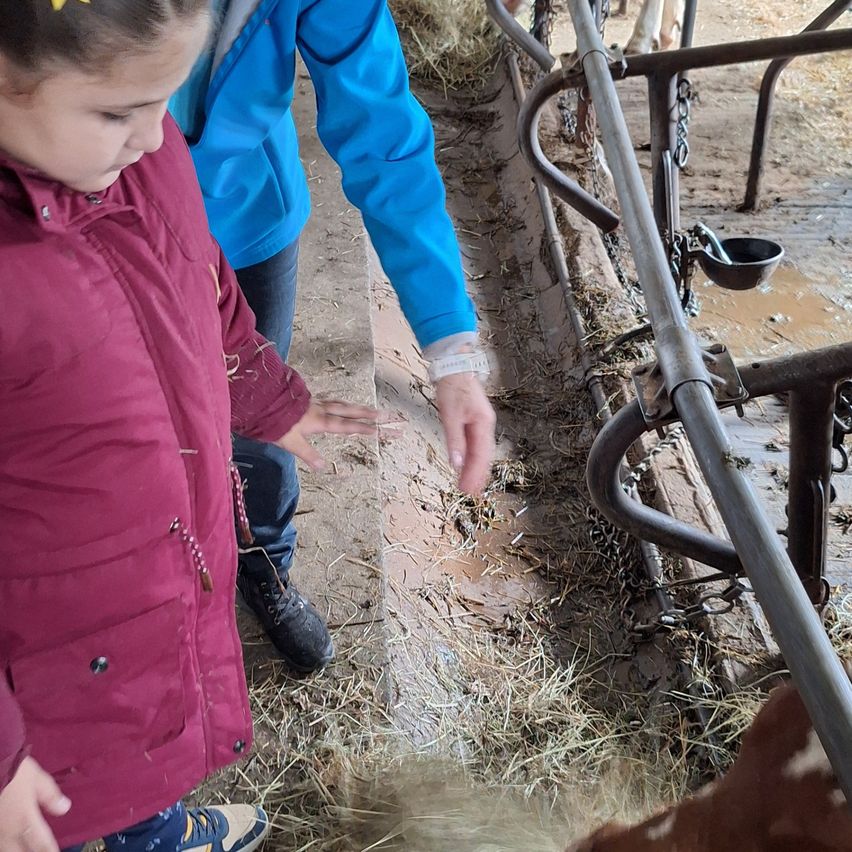 Ein kleines Mädchen in einem lila Mantel füttert eine Kuh auf einem Bauernhof, während ein Erwachsener in einem blauen Mantel in der Nähe steht.