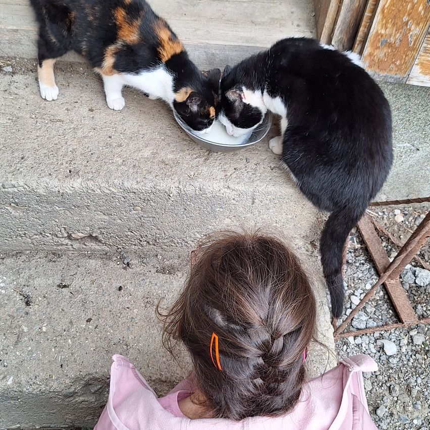Ein junges Mädchen beobachtet zwei Katzen, die Milch aus einer Schüssel auf den Betonstufen trinken.
