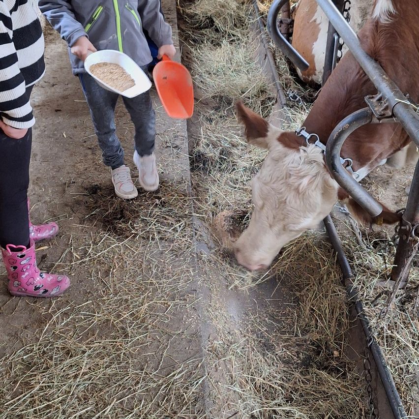 Ein Kind füttert eine Kuh mit Heu aus einer Schüssel, während eine andere Person zusieht, beide stehen in einer Scheune.
