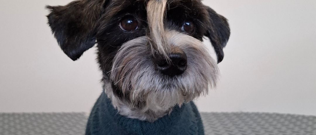 Ein kleiner Hund mit schwarzem und weißem Fell sitzt auf einer metallischen Oberfläche. Er trägt einen blauen Pullover und hat ein graues Gesicht.