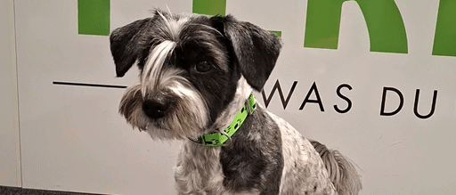 Ein schwarz-weißer Schnauzer sitzt auf einem grauen Teppich vor einem weißen Schild mit grünem Text.