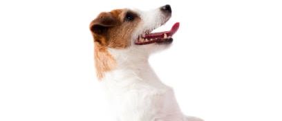 Accessories, Strap, Animal, Canine, Dog, Hound, Mammal, Pet, White Dog