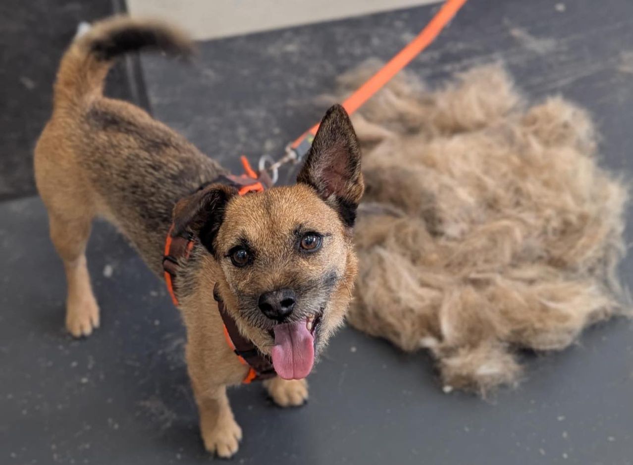 Ein brauner Hund mit Halsband steht auf einem schwarzen Boden, sein Fell ist frisch geschnitten und er hat die Zunge herausgestreckt.