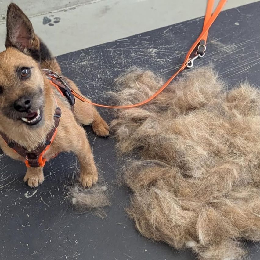 Ein kleiner brauner Hund mit Halsband und Leine liegt auf einem schwarzen Boden, umgeben von Fell. Der Hund scheint zufrieden zu sein, mit verstreutem Fell um ihn herum.
