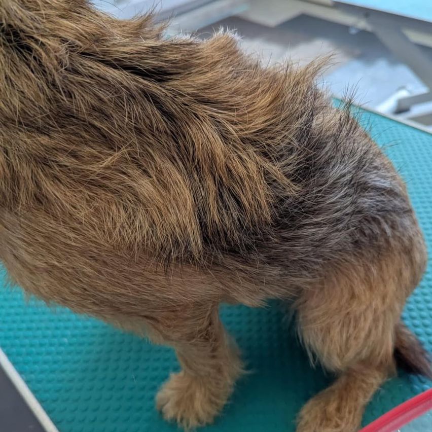 Ein brauner Hund mit struppigem Fell steht auf einem blauen Teppich und schaut nach unten. Das Fell ist ungleichmäßig, und es scheint sich in einem Hundesalon zu befinden.