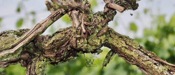 Eine Nahaufnahme eines verdrehten Baumastes, bedeckt mit grünem Moos, mit einem unscharfen Hintergrund aus üppiger Grünfläche.