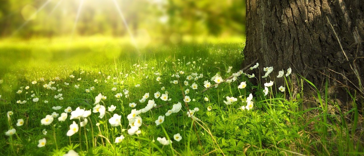 Eine Wiese mit weißen Blumen und einem Baumstamm wird vom Sonnenlicht beleuchtet. Das Gras ist üppig und grün.