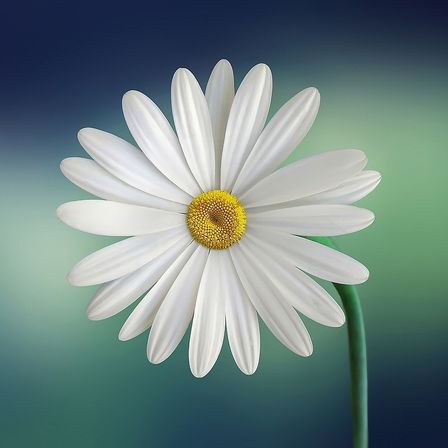 Eine weiße Gänseblümchen mit einem gelben Zentrum sticht gegen einen blau-grünen Gradientenhintergrund hervor. Die Blütenblätter sind symmetrisch angeordnet.
