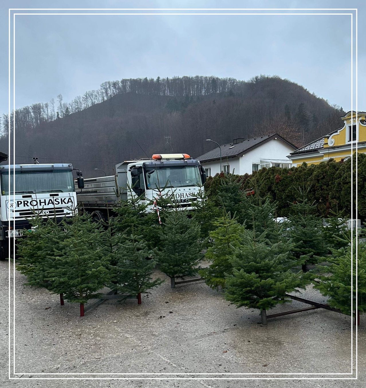 Zwei Lastwagen sind in einem Parkplatz mit Tannenbäumen im Vordergrund geparkt. Im Hintergrund befindet sich ein Berg und einige Häuser.