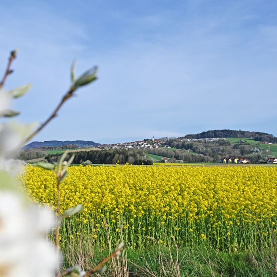 Bild enthält, Countryside, Field, Grassland, Meadow, Nature, Outdoors, Rural, Plant