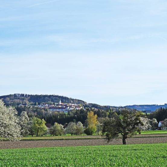 Bild enthält, Grass, Nature, Outdoors, Park, Field, Grassland, Tree, Fir, Scenery, Lawn