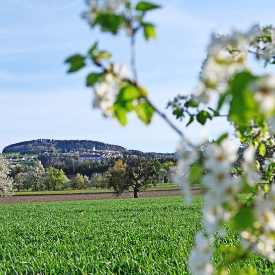 Bild enthält, Grass, Field, Grassland, Nature, Outdoors, Lawn, Flower, Scenery, Park, Tree Trunk