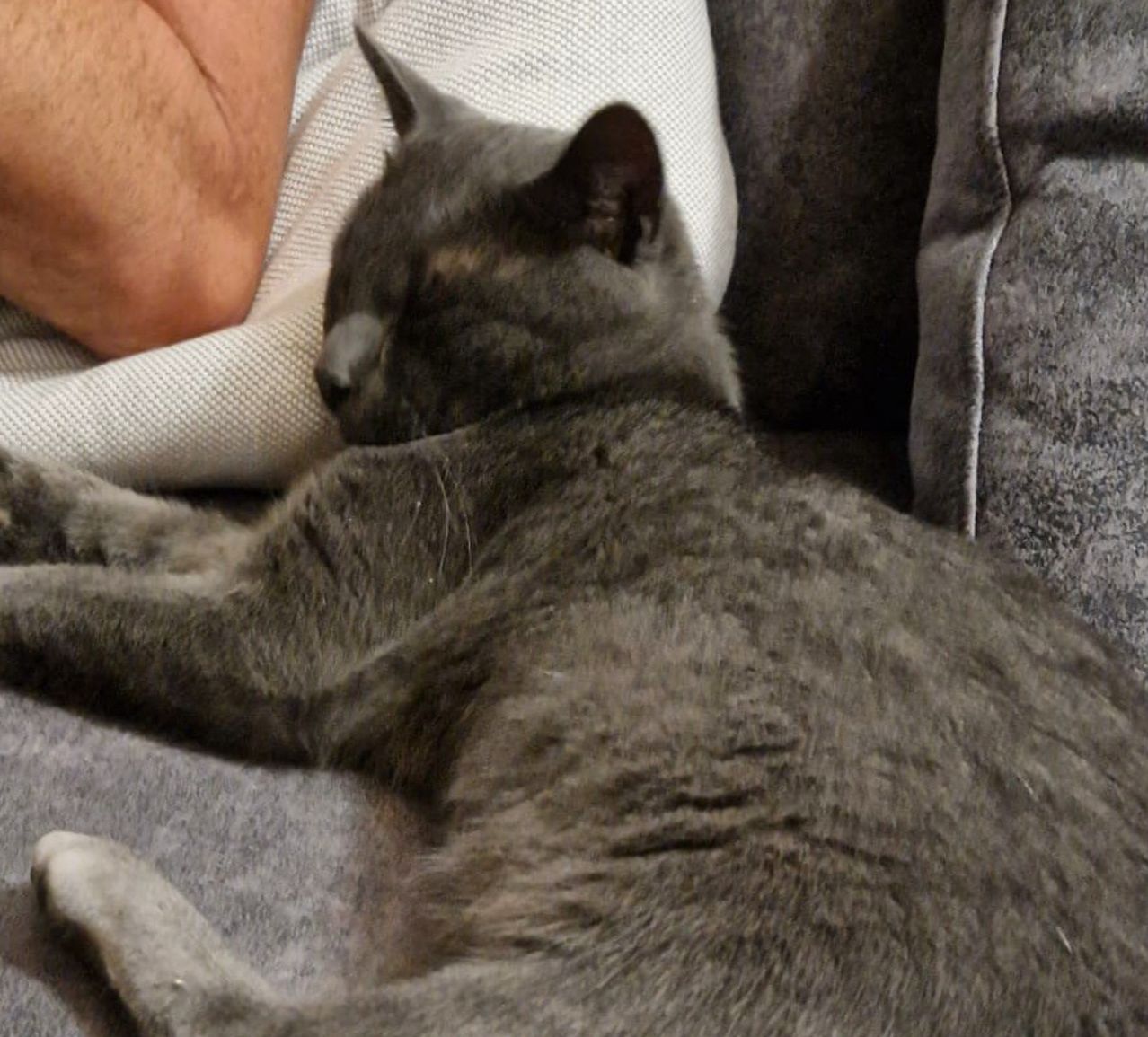 Eine graue Katze schläft auf einer Couch, mit einer Hand auf ihrem Rücken, unter einer weißen Decke.