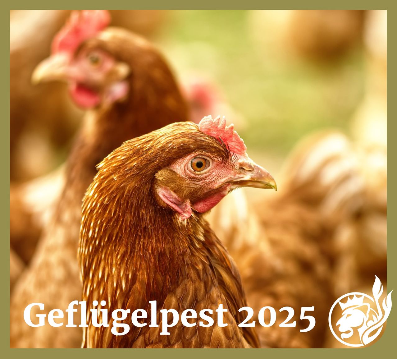 Ein Nahaufnahme eines braunen Huhns mit roten Kamm und Lappen, das prominent im Vordergrund steht, mit anderen Hühnern im unscharfen Hintergrund. Das Bild hat einen Wasserzeichen mit den Worten 'Geflugelpest 2025'.