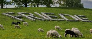 Bild enthält, Field, Grassland, Nature, Outdoors, Countryside, Pasture, Meadow, Grazing, Ranch, Sheep