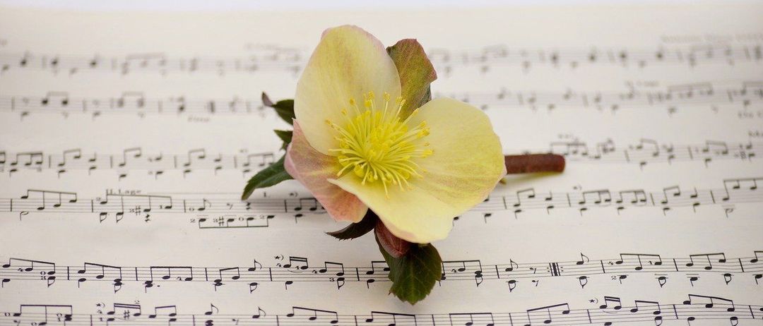 Bild enthält, Flower, Petal, Plant, Rose