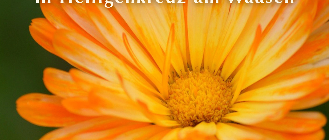 Ein Bild einer orangefarbenen Blume mit deutschem Text über eine Kräutersegnung am 15. August 2025 um 11:30 in Heiligenkreuz am Waasen. Die Website haus-der-stille.at ist angezeigt.