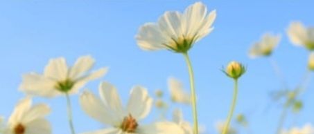 Ein Feld weißer Kosmosblumen mit grünen Stängeln vor blauem Himmel. Die Blüten haben einige Blütenblätter und einen zentralen Scheiben.