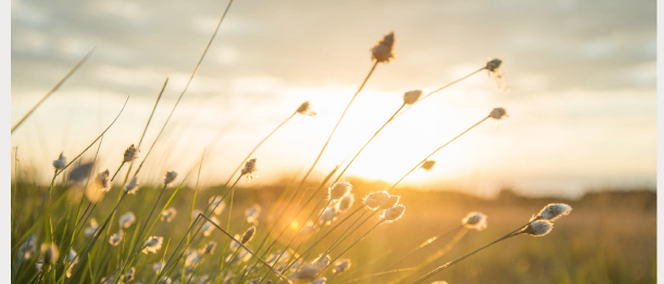 Plakat für eine Veranstaltung namens Das groBe Brausen, geplant für Mai 22-24, 2026. Das Plakat zeigt ein ruhiges Feld, das von goldenem Sonnenlicht beleuchtet wird.
