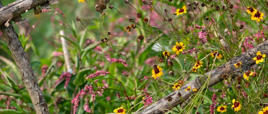 Bild enthält, Daisy, Flower, Plant, Field, Grassland, Nature, Outdoors, Petal, Meadow, Anemone