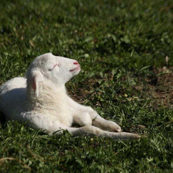 HdS-Schafe_IMG_7963_medres