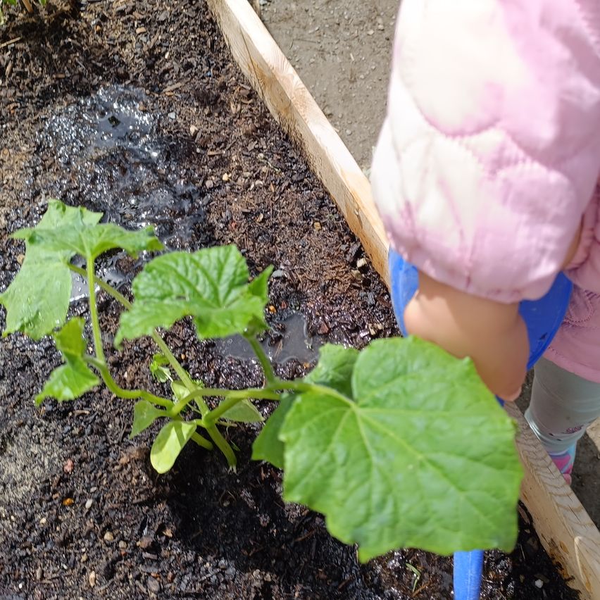 Ein Kind in einer rosa Jacke und blauen Handschuhen hält eine junge Pflanze mit grünen Blättern in einem Gartenbeet.