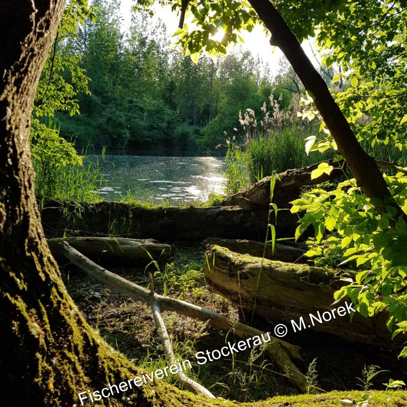 Bild enthält, Vegetation, Grove, Land, Tree, Woodland, Jungle, Pond, Rainforest, Wilderness, Scenery