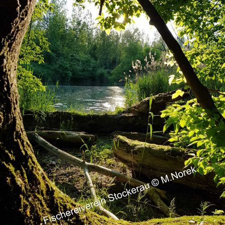 Bild enthält, Vegetation, Grove, Land, Tree, Woodland, Jungle, Pond, Rainforest, Wilderness, Scenery