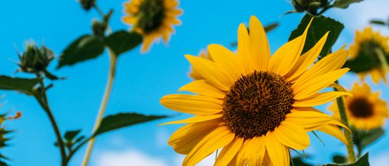 Flower, Plant, Sunflower, Animal, Fish, Sea Life