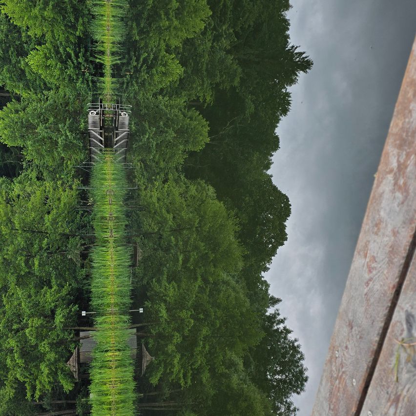 Von einer Holzplattform aus zeigt sich ein dichter Wald mit einem schmalen Pfad, einem kleinen Gebäude und einer entfernten Struktur. Der Himmel ist bewölkt.