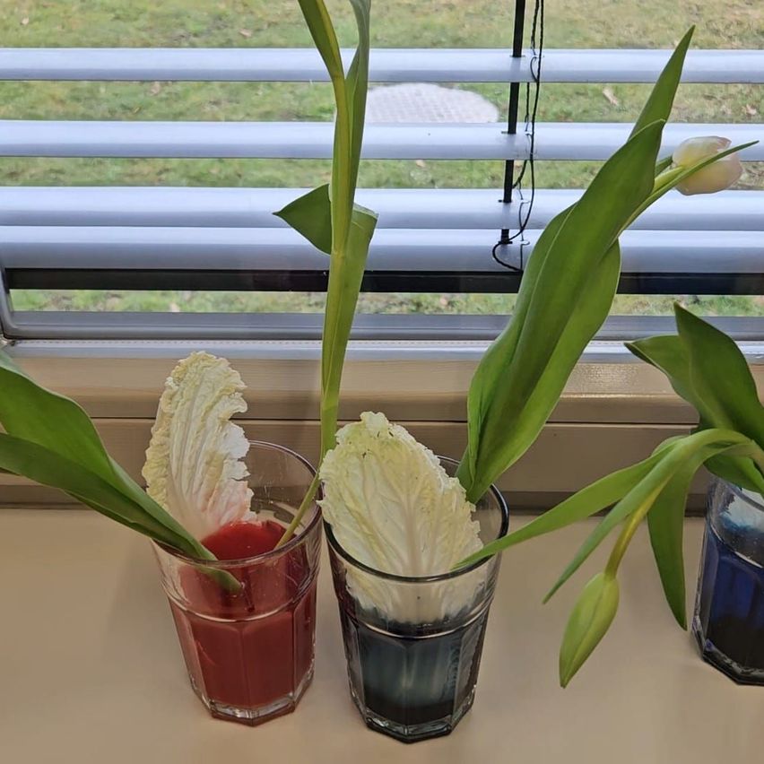 Bild enthält, Window, Windowsill, Beverage, Soda, Plant